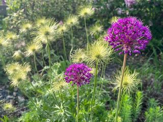 Jarní cibuloviny SKLADEM na www.vyroste.cz 🥰🌷🍂 Babí léto je ideální na výsadbu cibulovin, které vás v předjaří a brzkém...