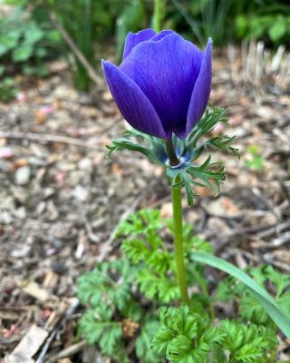 Oslnivá i během zamračených aprílových dní… Sasanka z naší Velké jarní pohádky 🦋 Anemone ´Mr. Fokker ´🦋 @vyroste