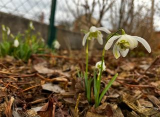 Troška plnokvěté jarní krásy 🌱☀️🌷