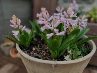 Jemné tóny hyacintu ‘Pink Elephant’ z kolekce Vyroste - Velká jarní pohádka. www.vyroste.cz/velkajarnipohadka