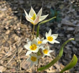 Divoký tulipán - Tulipa turkestanica Tolik něžné krásy z 1 cibulky 🥰 Od září opět v nabídce na www.vyroste.cz/cibuloviny