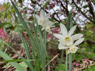 Elegán mezi narcisy Narcissus ´Thalia’ Krásný ve skupinových výsadbách mezi trvalkami, ale také v podrostu kontrastně...